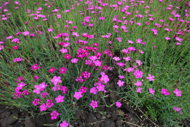 viele magentafarbene blüten von dianthus deltoides im mai - caryophyllaceae stock-fotos und bilder