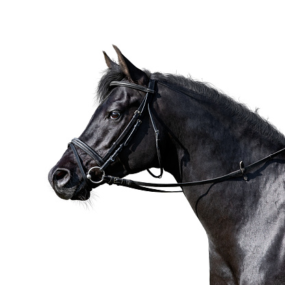 Arabian stallion head in sport bridle closeup isolated on white.