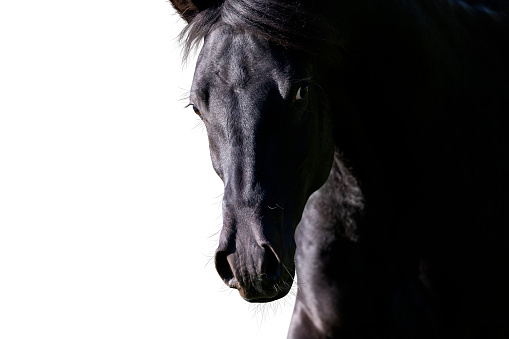 Arabian stallion head closeup isolated on white.