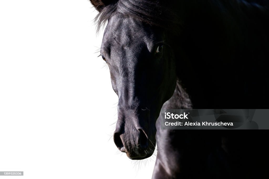 Portrait of black horse looking forward on white background. Arabian stallion head closeup isolated on white. Horse Stock Photo