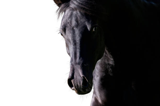 Portrait of black horse looking forward on white background. Arabian stallion head closeup isolated on white. arabian horse photos stock pictures, royalty-free photos & images
