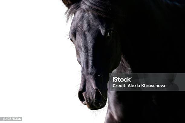 Portrait Of Black Horse Looking Forward On White Background Stock Photo - Download Image Now
