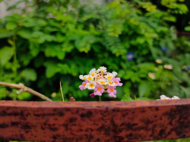 Lantana camara flower with blurred background