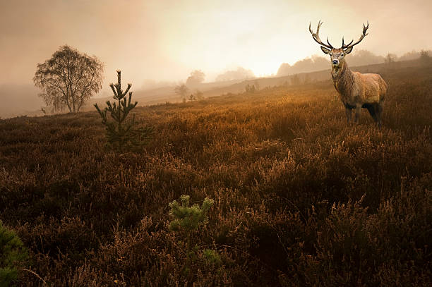 Photograph taken in sunrise.