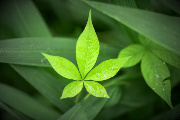 Close up of emerging Pagoda Dogwood (cornus alternifolia) leaves in a Cape Cod garden in early May