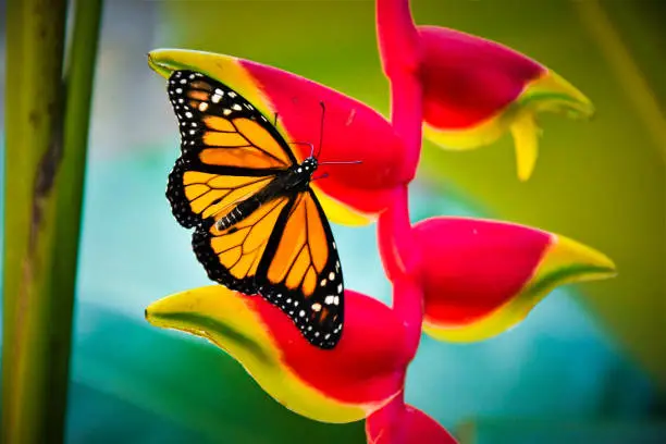 Photo of Tropical butterfly on a Balisier flower