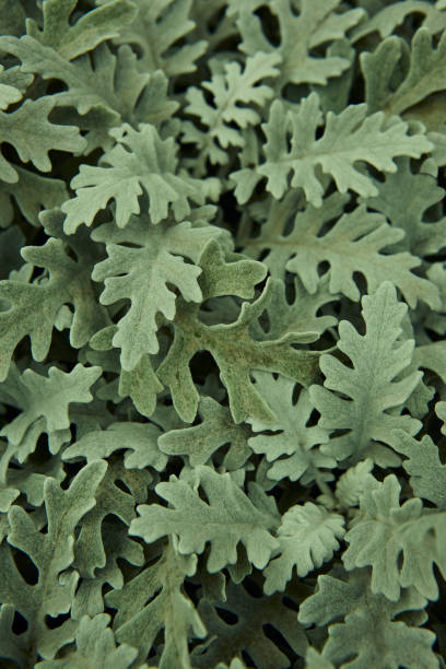 Centaurea cineraria green leaves plant textured background. Decorative garden Centaurea cineraria green leaves plant textured background. Nature garden dusty miller photos stock pictures, royalty-free photos & images