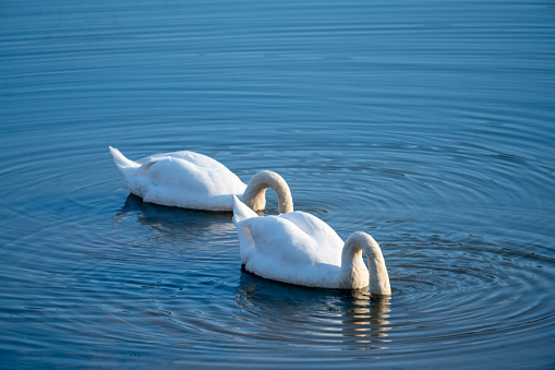 A high angle shot of two white swans swimming in the still water of a pond