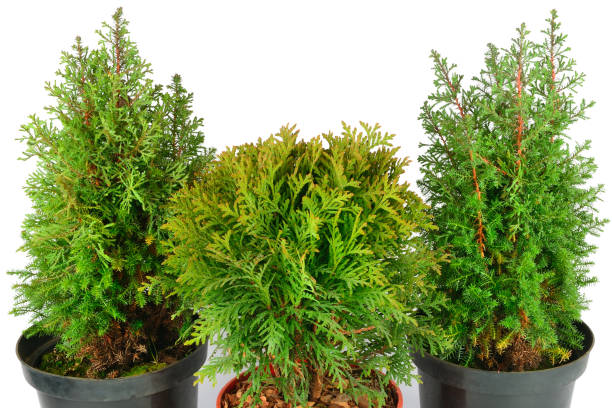 istock ypress and thuja plants isolated on white background. 1359333131