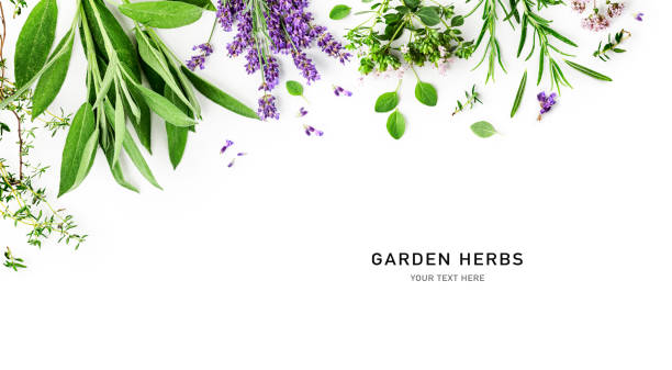 composizione rosmarino, lavanda, maggiorana, salvia e timo - rosemary herb vegetable garden herbal medicine foto e immagini stock