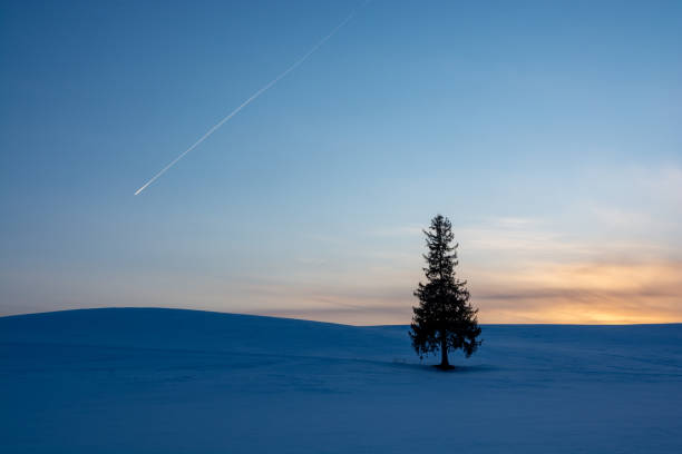 pinien im schneefeld und kondensstreifen am dämmerungshimmel - vapor trail sky night sunset stock-fotos und bilder