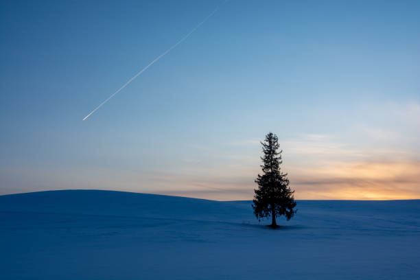 alberi di pino in piedi nel campo di neve e contrail nel cielo crepuscolare - pine sunset night sunlight foto e immagini stock