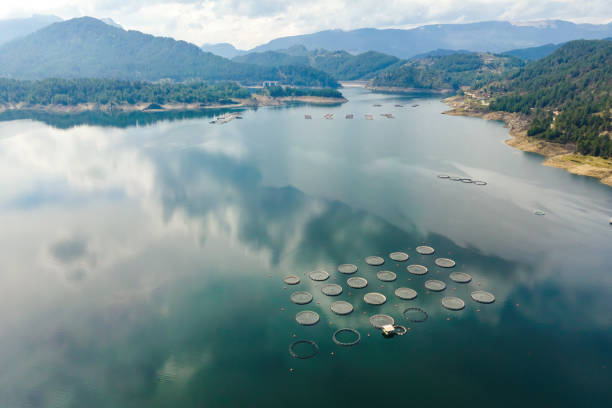 Fish industry and trout fish farm with circle cages in mountain lake stock photo