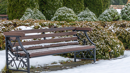 A wooden bench on a lawn covered snow. Landscape design. Juniper and thuja bushes on the background. Winter concepts.
