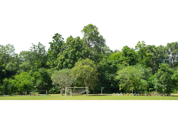 고립된 녹색 나무 - barley grass field green 뉴스 사진 이미지