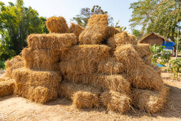 Retted Straw 40+ Bundle Of Straw Stock Photos, Pictures & Royalty-Free Images - iStock