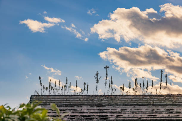 A plant with strong vitality that grows on the roof