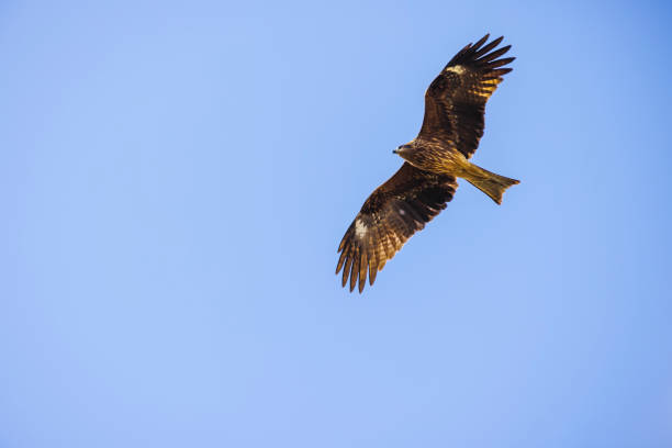 A black kite that flies leisurely in the sky