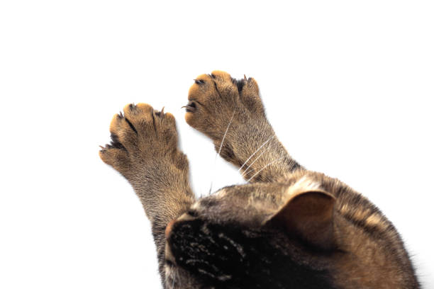 istock Cat paw and claw isolated on white background 1359336842