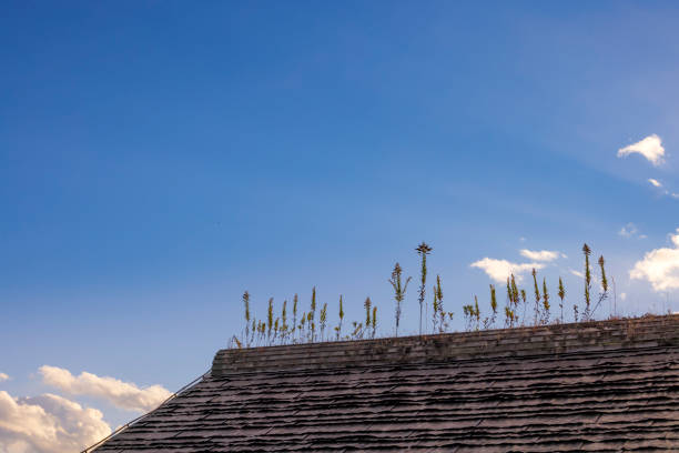 A plant with strong vitality that grows on the roof