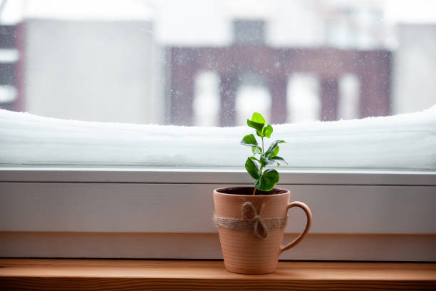 istock Indoor plant in cup on a snowy window after a heavy snowfall 1359336996