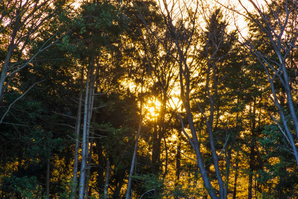 istock Beautiful pampas grass illuminated by the setting sun 1359337120