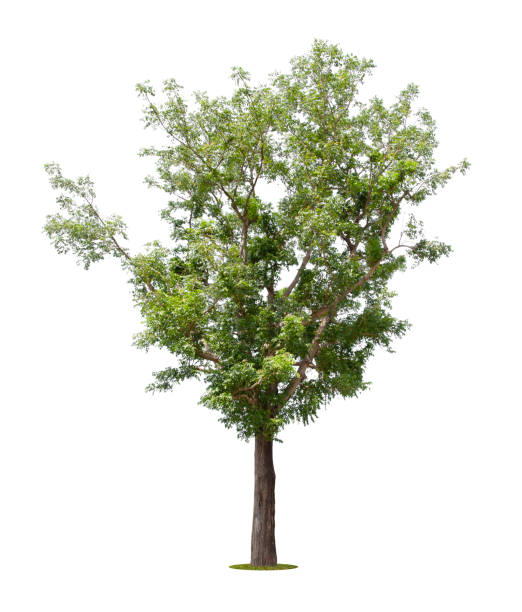 istock The freshness big green tree isolated on white. 1359337273