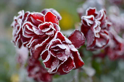 frozen blooming red rose