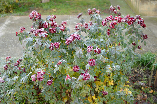 istock bush of blooming red roses covered with rime 1359338174