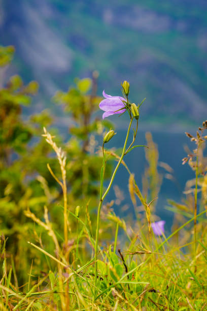 Meadow with violet flowers. Spring or summer time in norwegian mountains area