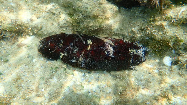 Variable sea cucumber (Holothuria sanctori) on sea bottom, Aegean Sea Variable sea cucumber (Holothuria sanctori) on sea bottom, Aegean Sea, Greece, Halkidiki holothuria stock pictures, royalty-free photos & images