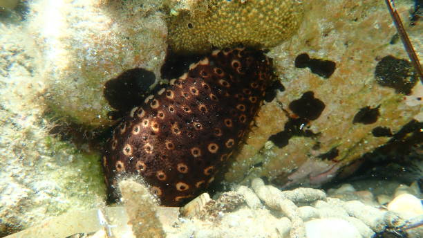 Variable sea cucumber (Holothuria sanctori) on sea bottom, Aegean Sea Variable sea cucumber (Holothuria sanctori) on sea bottom, Aegean Sea, Greece, Halkidiki holothuria stock pictures, royalty-free photos & images