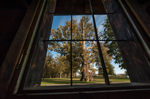 Inside view through an open grunge wooden window of a large beautiful oak in the courtyard