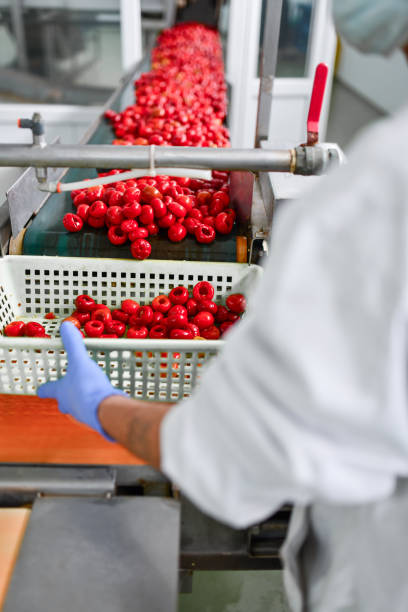 istock Modern Workers In Factory Completing Food Processing Procedure Of Cherries For Chia Pudding 1359339705