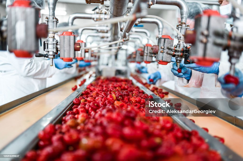 De-seeding Of Cherries In Chia Pudding Factory By Workers Food Processing Plant Stock Photo