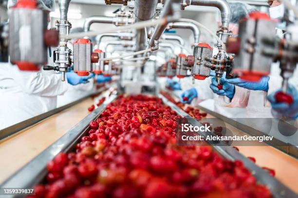 Deseeding Of Cherries In Chia Pudding Factory By Workers Stock Photo - Download Image Now