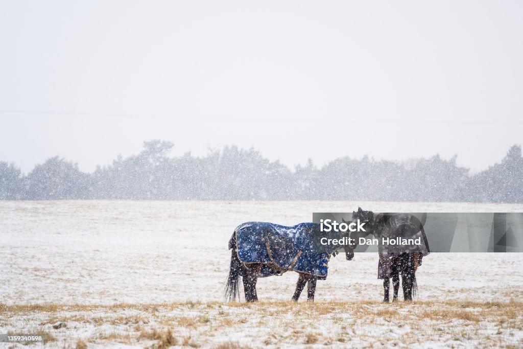 Company Livestock embrace the winter weather and keep each other company in the rural landscapes of Peper Harow, Surrey, as the UK battles the third day of freezing winds and blizzards dubbed 'The Beast From The East'. Blanket Stock Photo