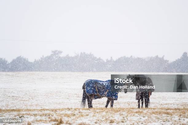 Company Stock Photo - Download Image Now - Blanket, Horse, Godalming