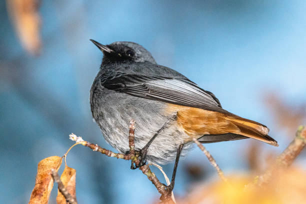 Black Redstart perched on a tree branch The Black Redstart is a small passerine with dark, inconspicuous plumage, frequently found in a human environment. male common redstart phoenicurus phoenicurus stock pictures, royalty-free photos & images