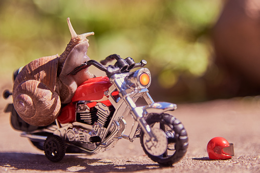 A large grape snail on a bright toy motorcycle on a blurred natural background. Selective focus on the snail's head.