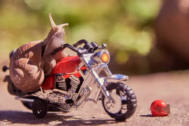 A large grape snail on a bright toy motorcycle on a blurred natural background. Selective focus on the snail's head.