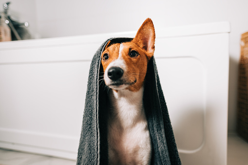 Portrait of funny basenji dog wrapped in a towel after washing in bathroom.