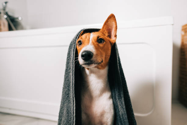 Portrait of funny basenji dog wrapped in a towel after washing in bathroom. stock photo