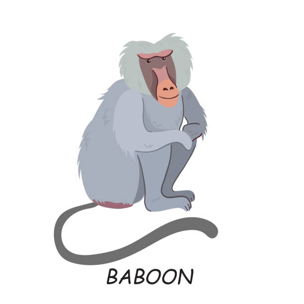 Baboon, African animal. Vector illustration isolated on white background. Baboon, African animal. Vector illustration isolated on white background. baboon stock illustrations