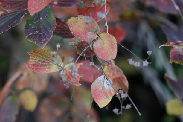 istock Small leaves that turn red in a natural color 1359342873