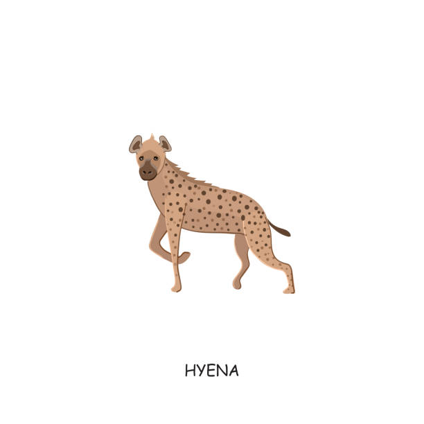 ilustrações, clipart, desenhos animados e ícones de hiena. animal africano. ilustração do vetor isolada em fundo branco. - hiena