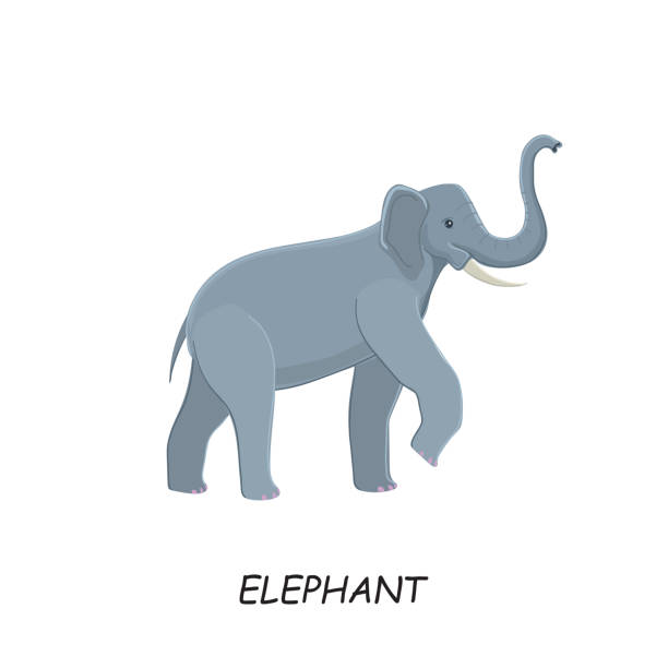 elefant mit erhöhtem rüssel. wildes tier. vektorillustration isoliert auf weißem hintergrund. - backgrounds elephant illustration and painting india stock-grafiken, -clipart, -cartoons und -symbole