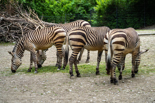 The Hartmann's mountain zebra, Equus zebra hartmannae is a subspecies of the mountain zebra found in far south-western Angola and western Namibia.