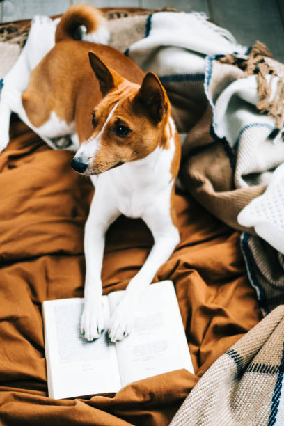 istock Funny Basenji dog relaxing on a bed with book. 1359345838
