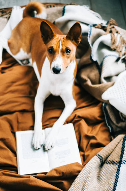 istock Funny Basenji dog relaxing on a bed with book. 1359345880